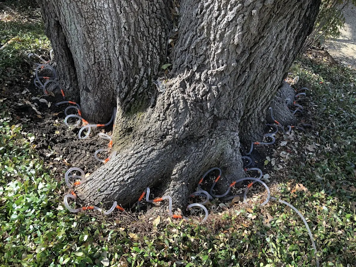 Detailed Tree Cabling and Bracing job site in Vernal